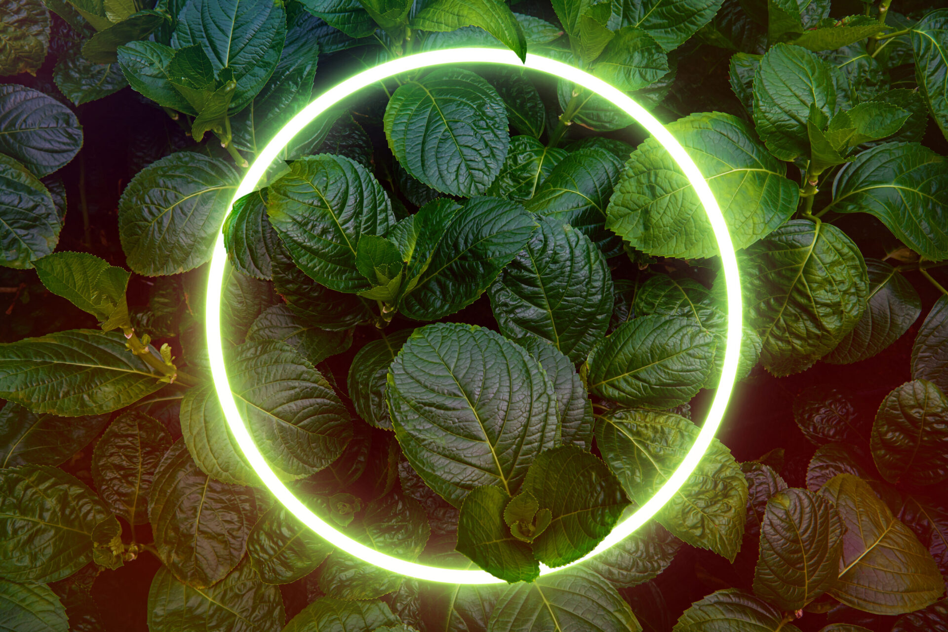 Sustainable IT Practices: Reduce Your Carbon Footprint Now