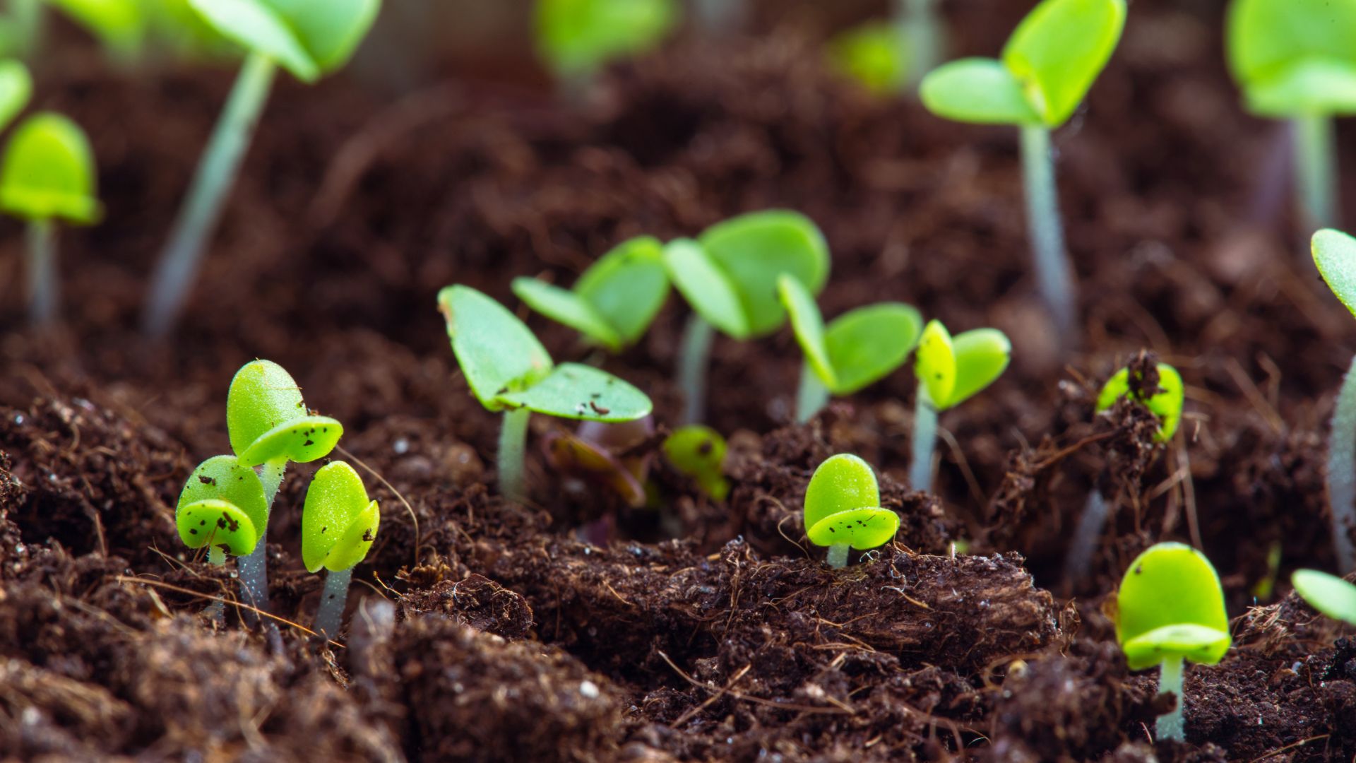 16 new sprouts of ServiceNow expertise in April!