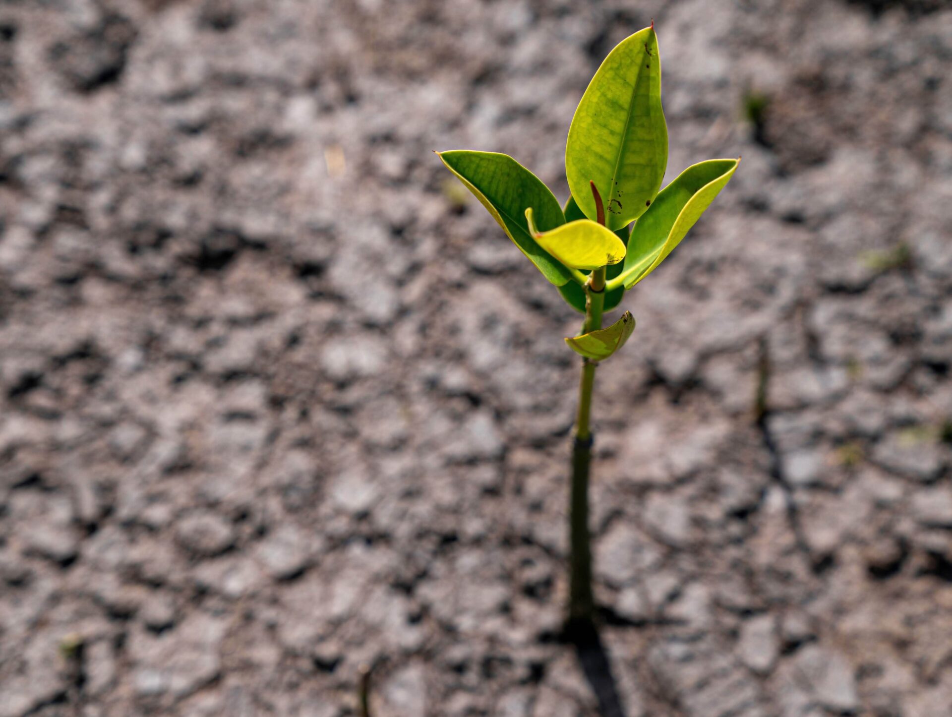 How Devoteam Turned Sustainability Into a Core Business Practice